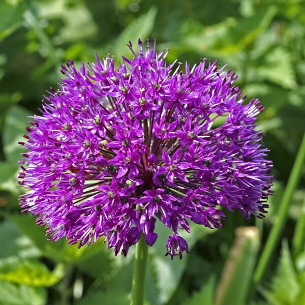 Carbeth Plants 1 X Allium Gladiator Spring Bulbs - Large