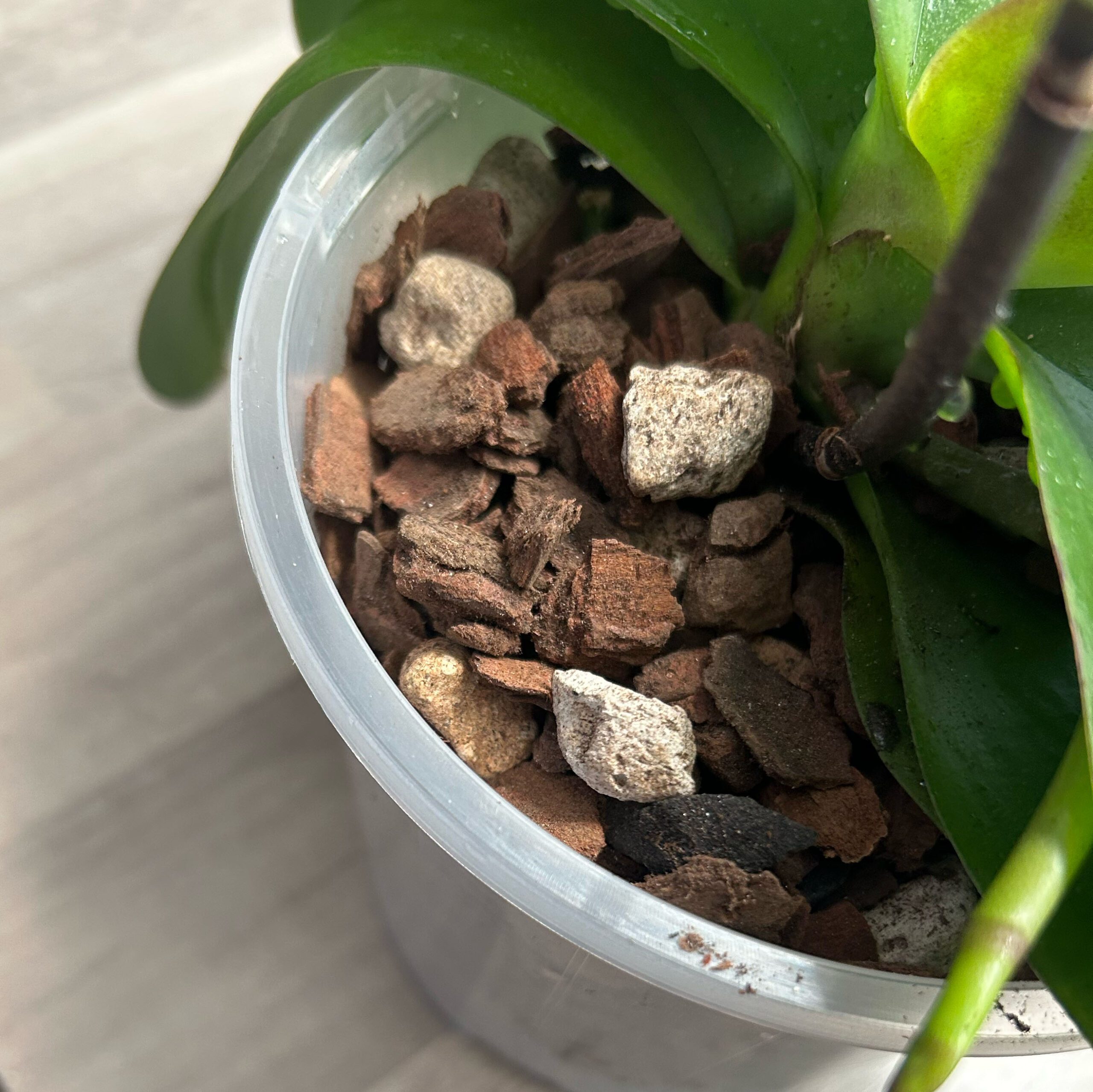 Ultimate Orchid Potting Mix Composition Guide