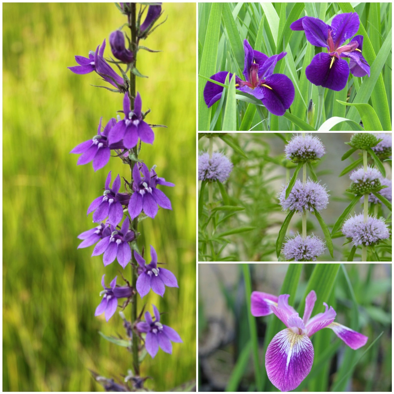 Lincolnshire Pond Plants Ltd - Marginal Aquatic Pond Plant - (Lythrum