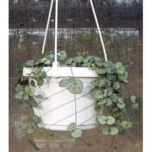 String Of Hearts, Rosary Vine, Chain Of Hearts, Hearts On A String Sweetheart Vine Ceropegia Woodii Ceropegia Linearis Ssp String Image308325658